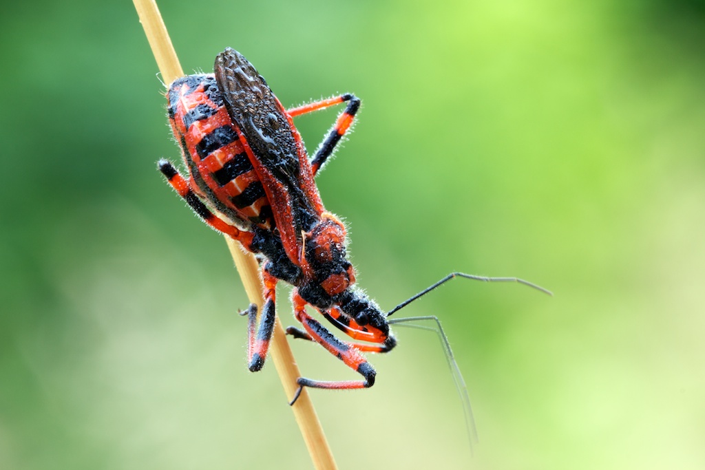 Identificazione di tre bruchi